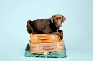 iStock_000017437440_Small