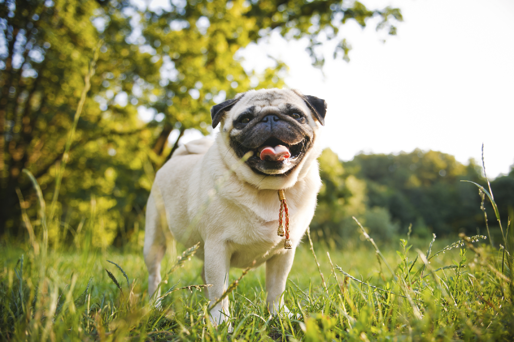 Pug smiling in some grass