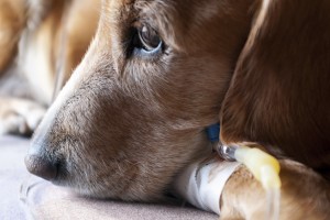 dog lying on bed with cannula in vein taking infusion