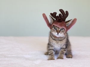 Christmas kitten