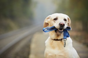 Dog on the railway platform