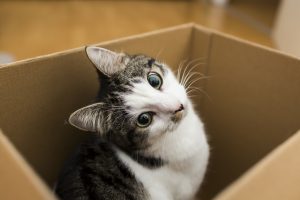 cat in the box