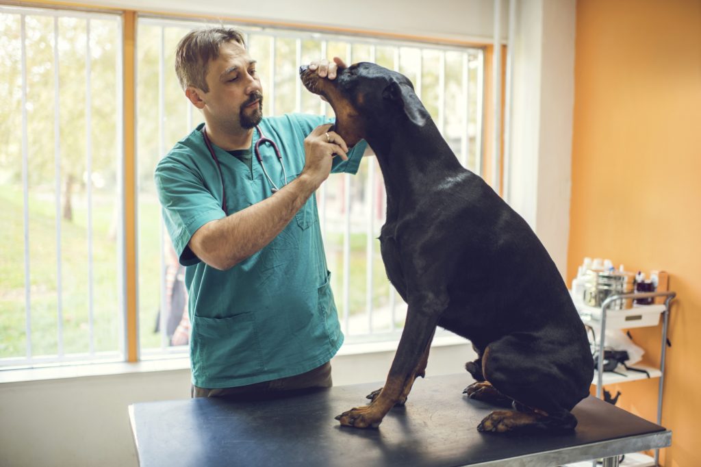 Male vet examining dental hygiene of a purebred dog.