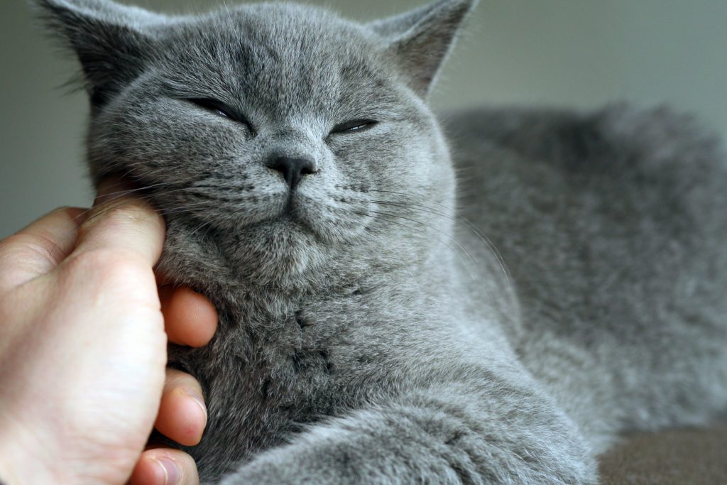 Cats Knead