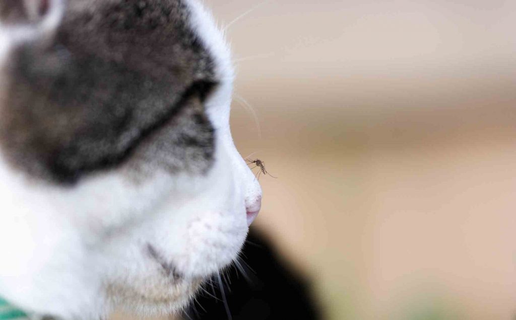 heartworm in cats