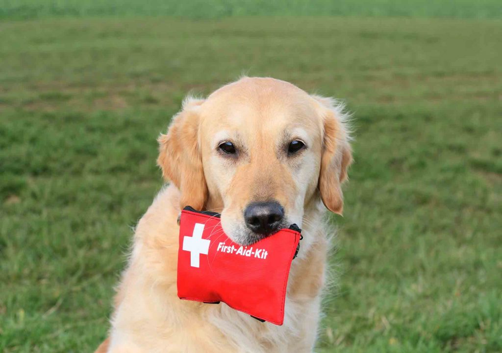 Having a pet first aid kit is part of being a responsible pet owner.