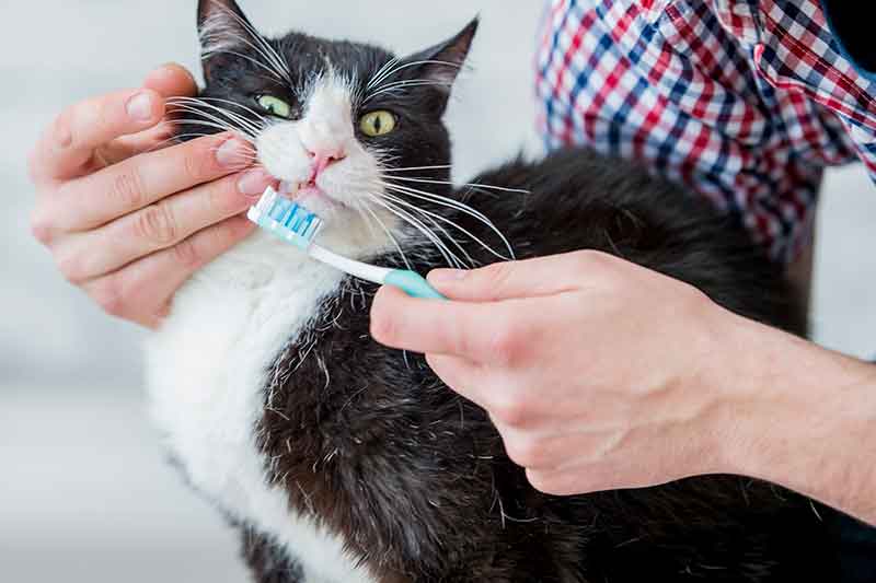 Pet dental health is a vital part of pet wellness.