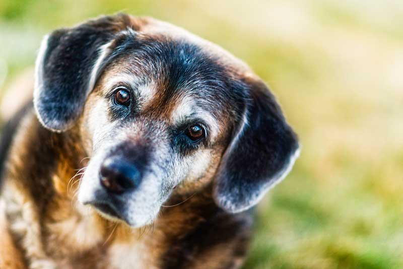 Adopting a senior pet can be the best way to rescue a pet of them all!