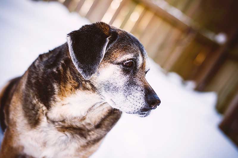 A stately looking senior dog sits in the snow