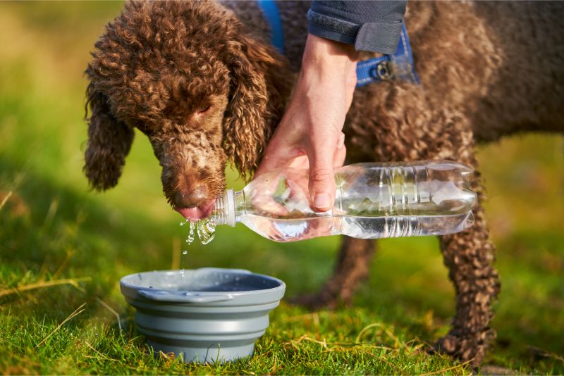 Brown dog drinks from a water bottle