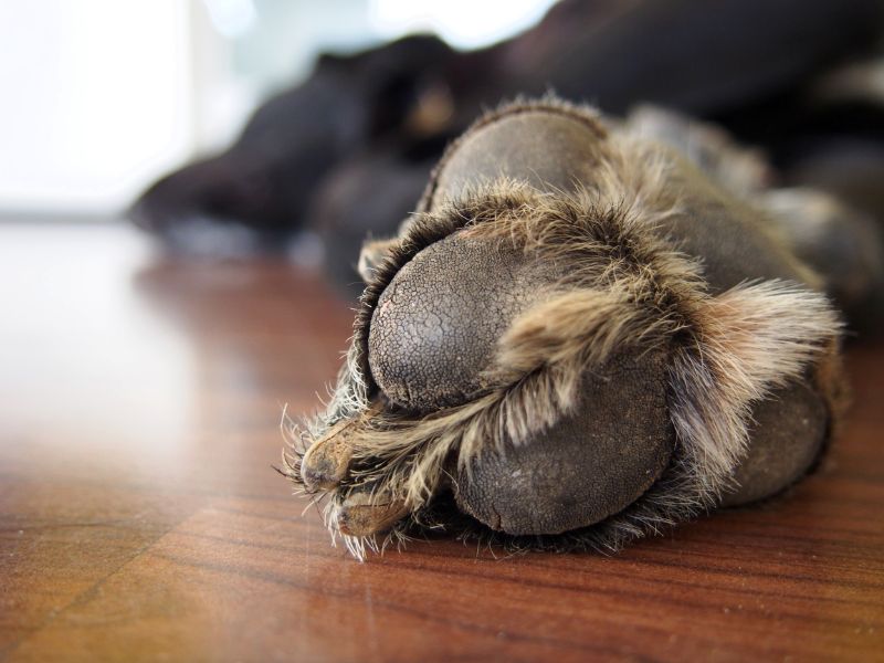 Paw Diseases in Pets - Clairmont Animal Hospital