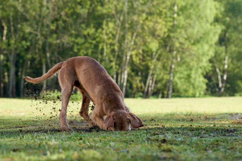 Brown dog digging hole in yard.