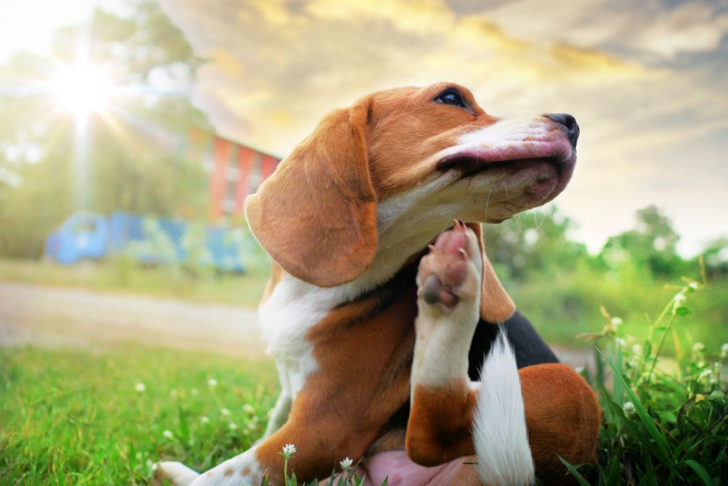 Pet dog itching itself outside.