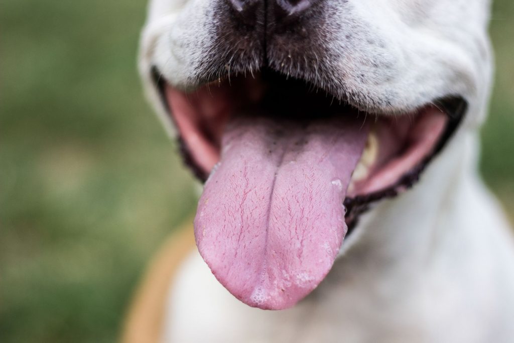 Dog slobber.