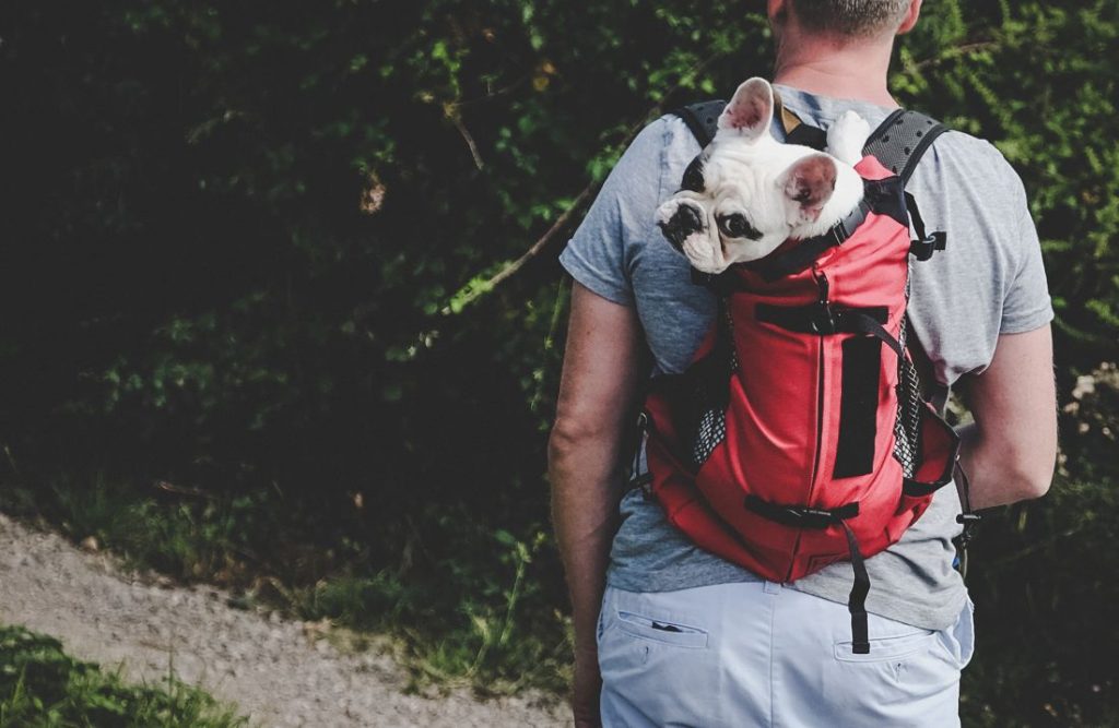 A man carries his Frenchie puppy while on a hike.