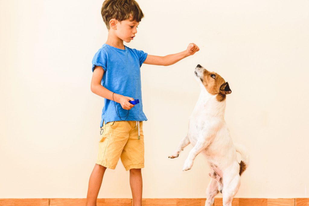 A little boy clicker training his dog.