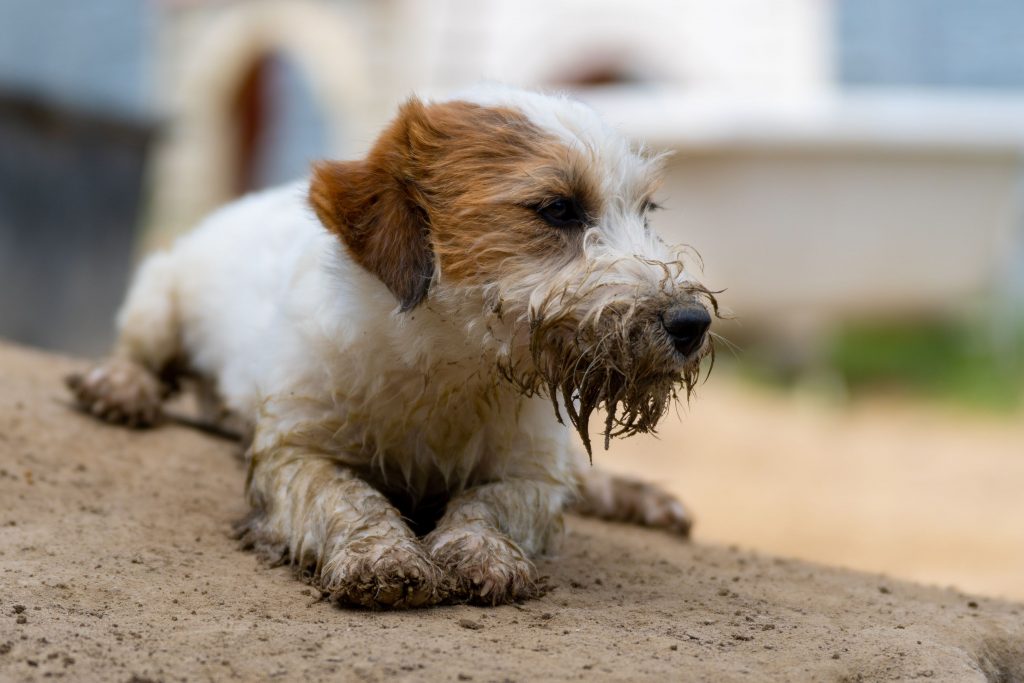 A wet dog next to a flood. 