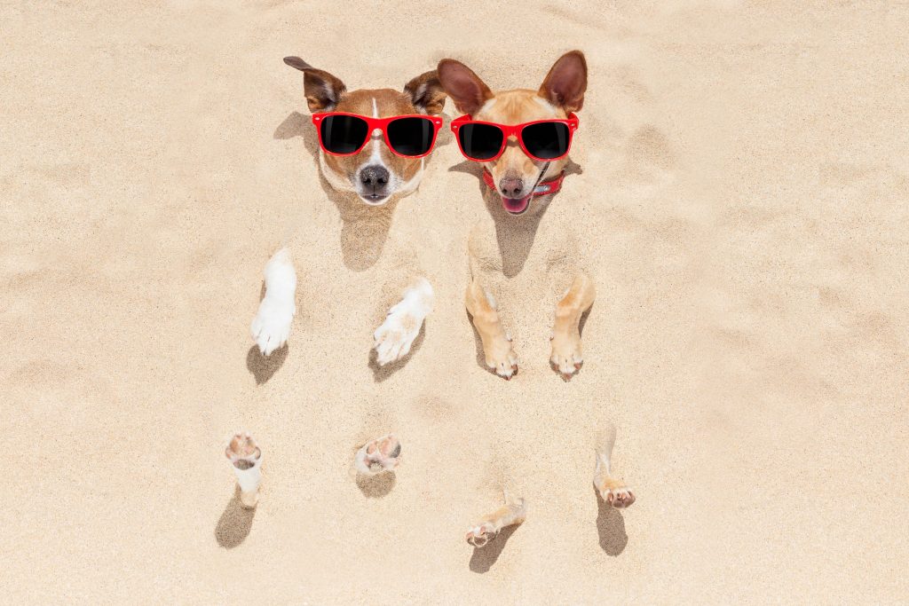 Two Chihuahuas chilling in the sand wearing red sunglasses.
