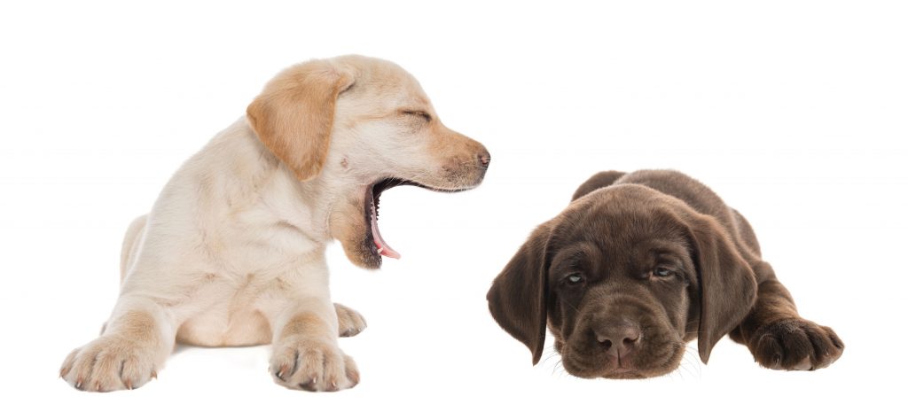 A puppy yawns in its sibling's ear.