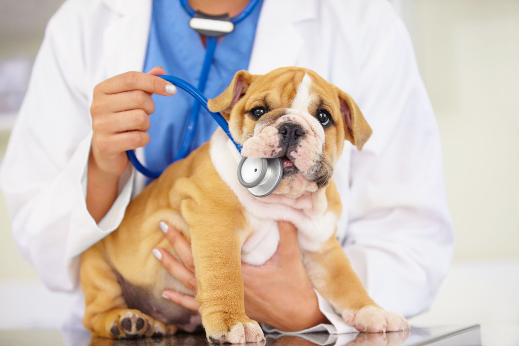 Pet Health & Wellness Archives - Clairmont Animal Hospital | Clairmont  Animal Hospital