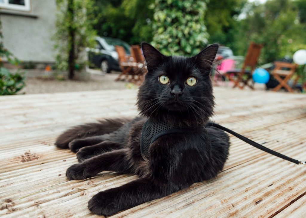 A black cat on a leash.