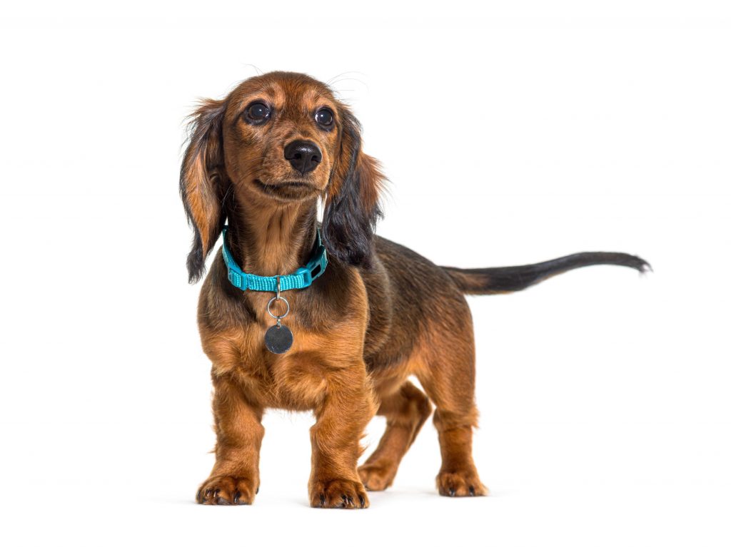 A long haired dachshund wearing a blue collar.