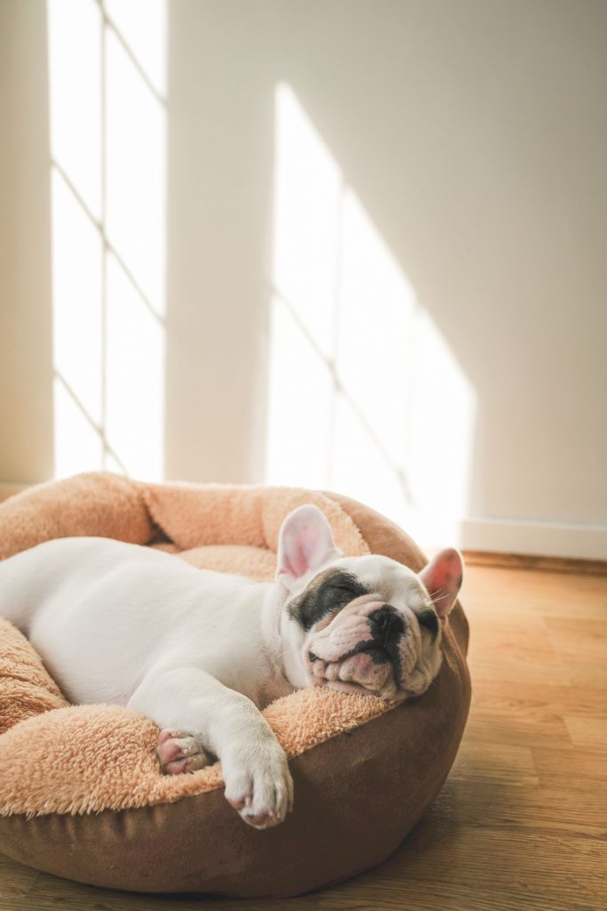 French bulldog sleeping in bed