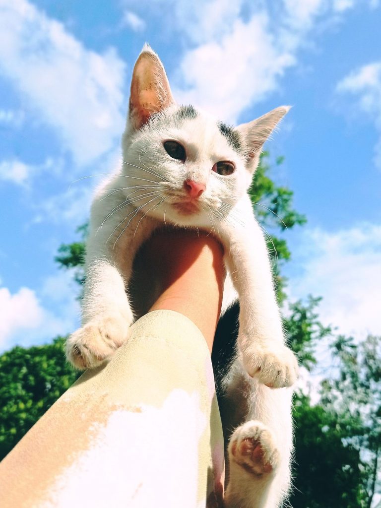 The wrong way to hold a cat.