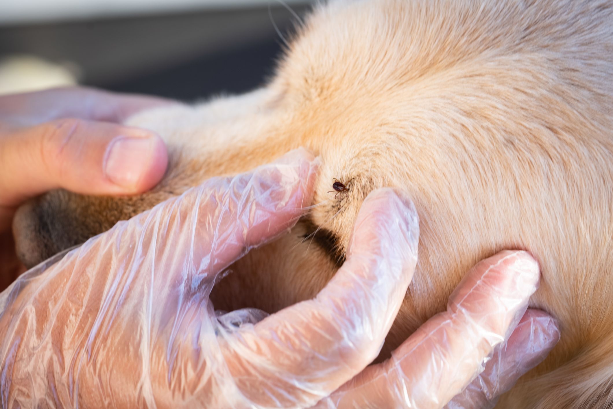 Preventing and Treating Lyme Disease in Pets Clairmont Animal Hospital Clairmont Animal Hospital
