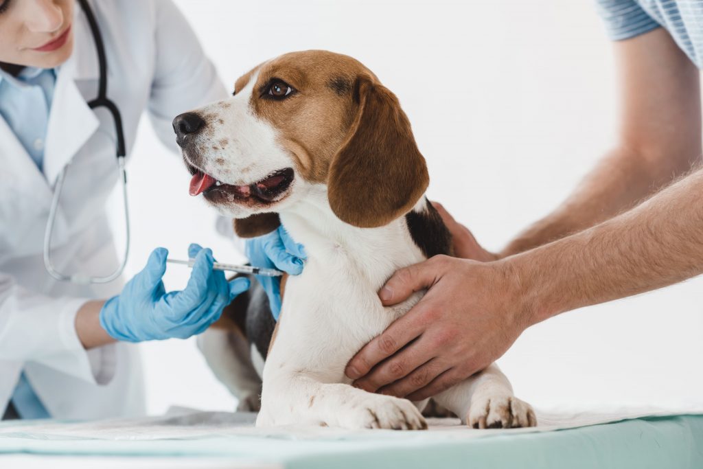 beagle gets injection.