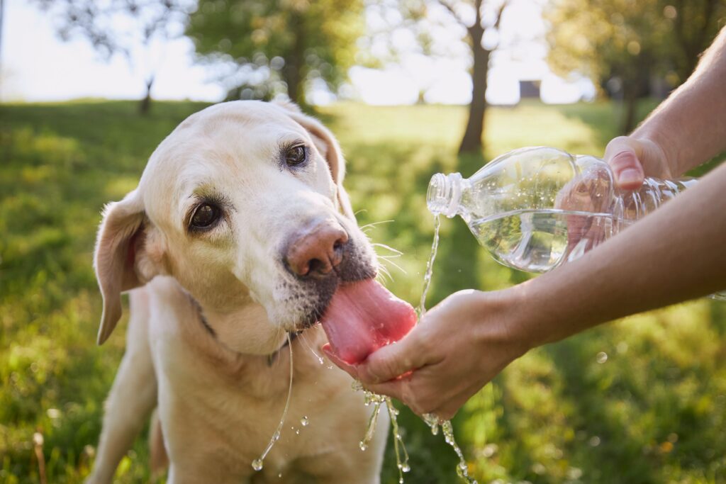 Dog drinking from water bottle.