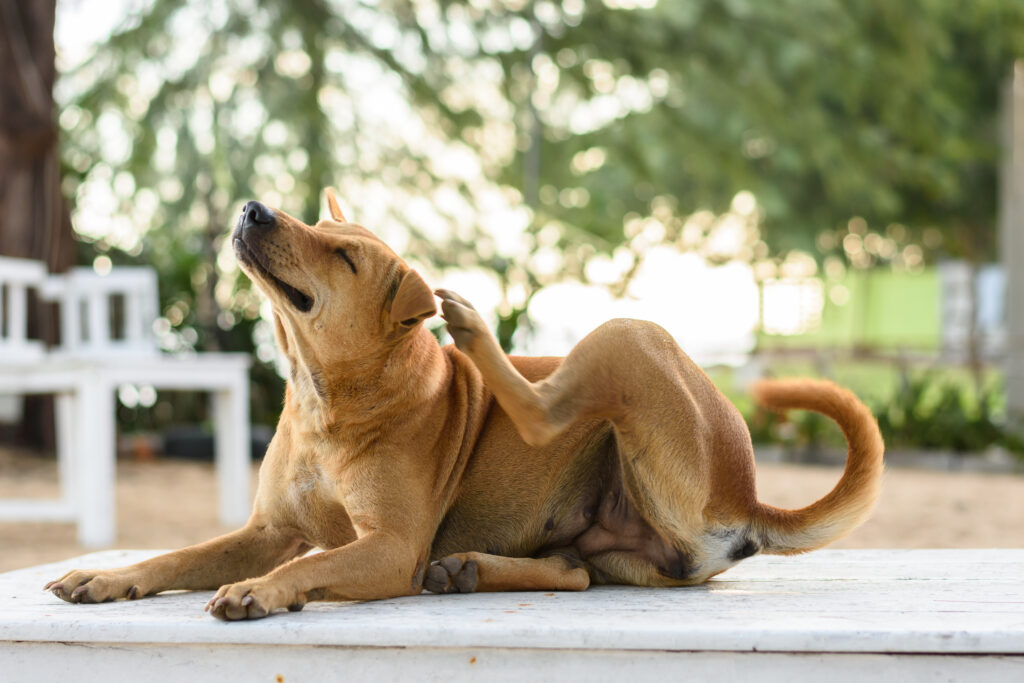 A dog scratching his ear.