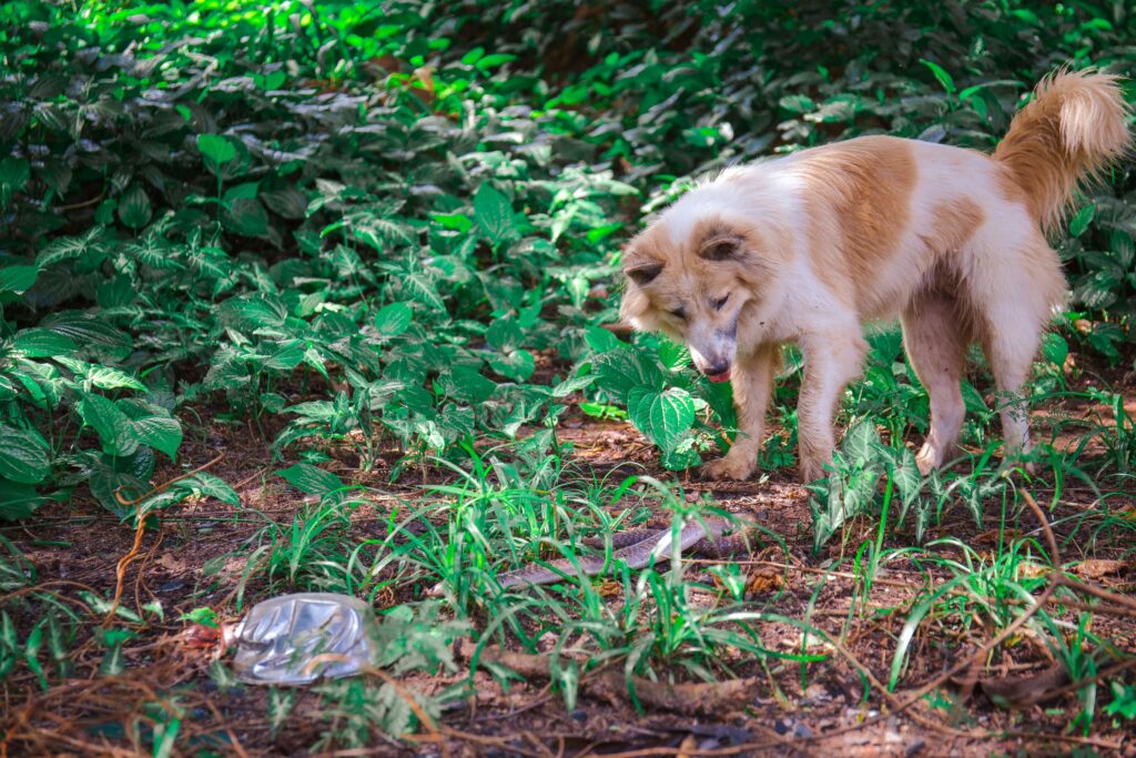 dog looking at snake.