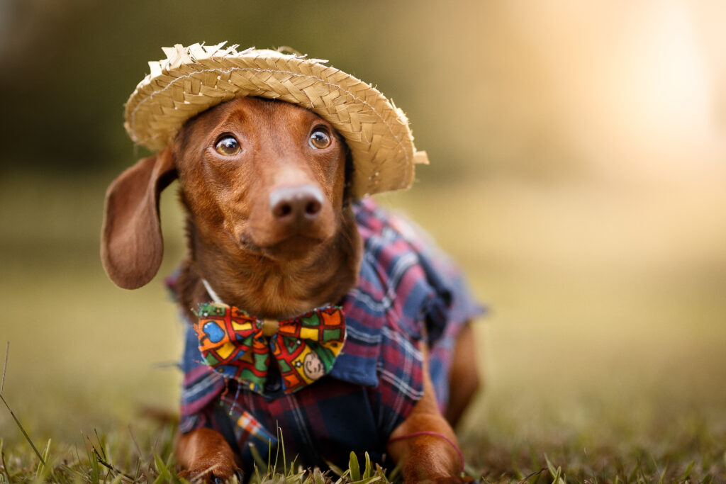 A dog dressed like a farmer.