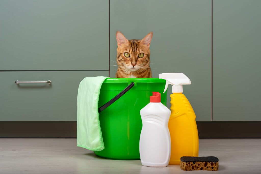 A cat near cleaning products.