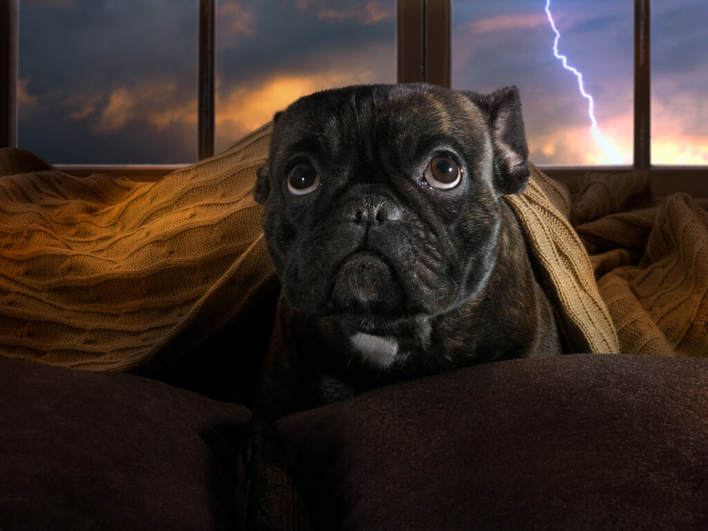 A dog hiding under a blanket from a thunderstorm.