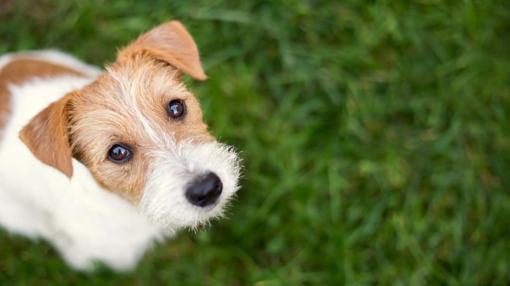 puppy looking up.