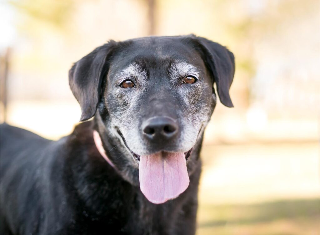 Senior pet.