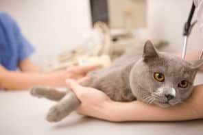 Cat being treated