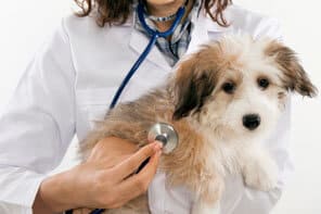Veterinarian holding dog