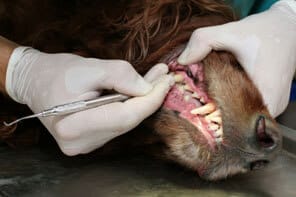 Dogs teeth being cleaned