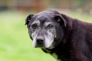 Dog looking at camera