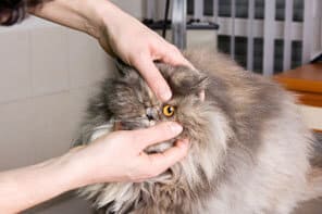 Cat having eyes examined