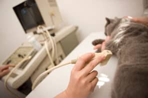 Ultrasound being performed on cat