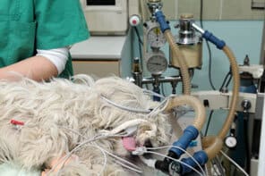 Dog in surgery