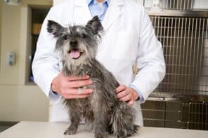 Veterinarian with dog