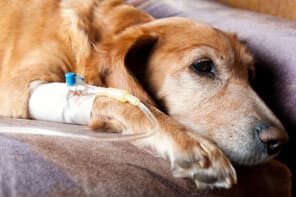 Dog with IV