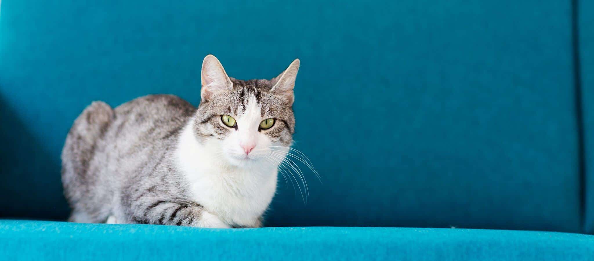 Pet Pain Management | Clairmont Animal Hospital Pet Pain Management | Clairmont Animal Hospital